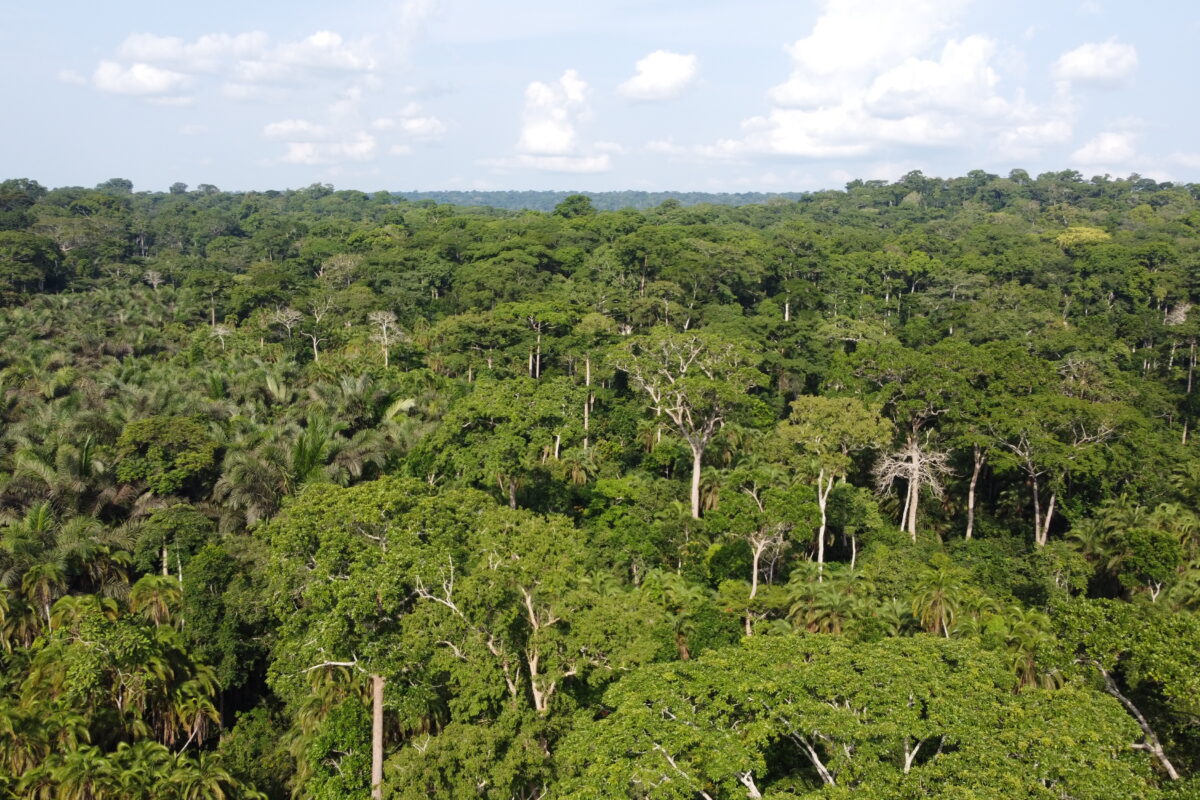 Vue aérienne de la forêt tropicale dense du Parc national de Lobéké à l'aube. Image prise par drone par Aboubakar Dewa pour Mongabay.