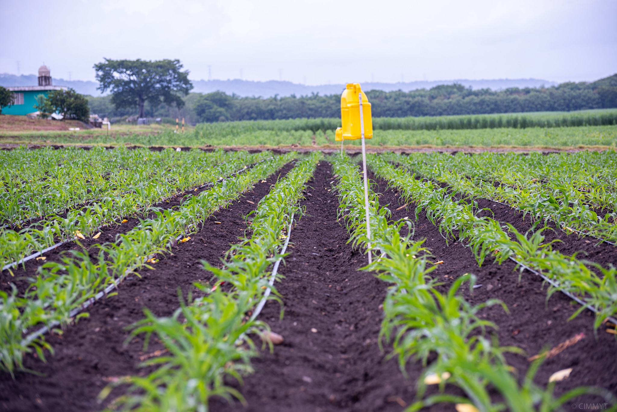 Utilisation de solutions agroécologiques pour lutter contre la chenille légionnaire d'automne dans une parcelle de maïs. Image de CIMMYT / Alfonso Cortés via Flickr (CC BY-NC 2.0).