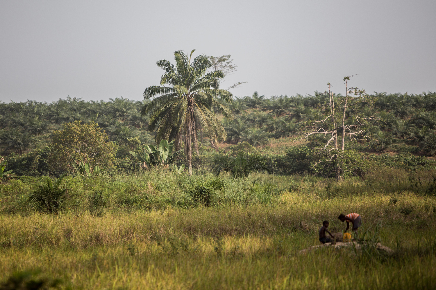 L’enquête du cabinet Earthworm Foundation (EF), confirme les accusations d’accaparement des terres, de mauvaises conditions de travail, de dégradations de l’environnement, de violences sexuelles de Socfin contre les communautés riveraines de ses plantations.