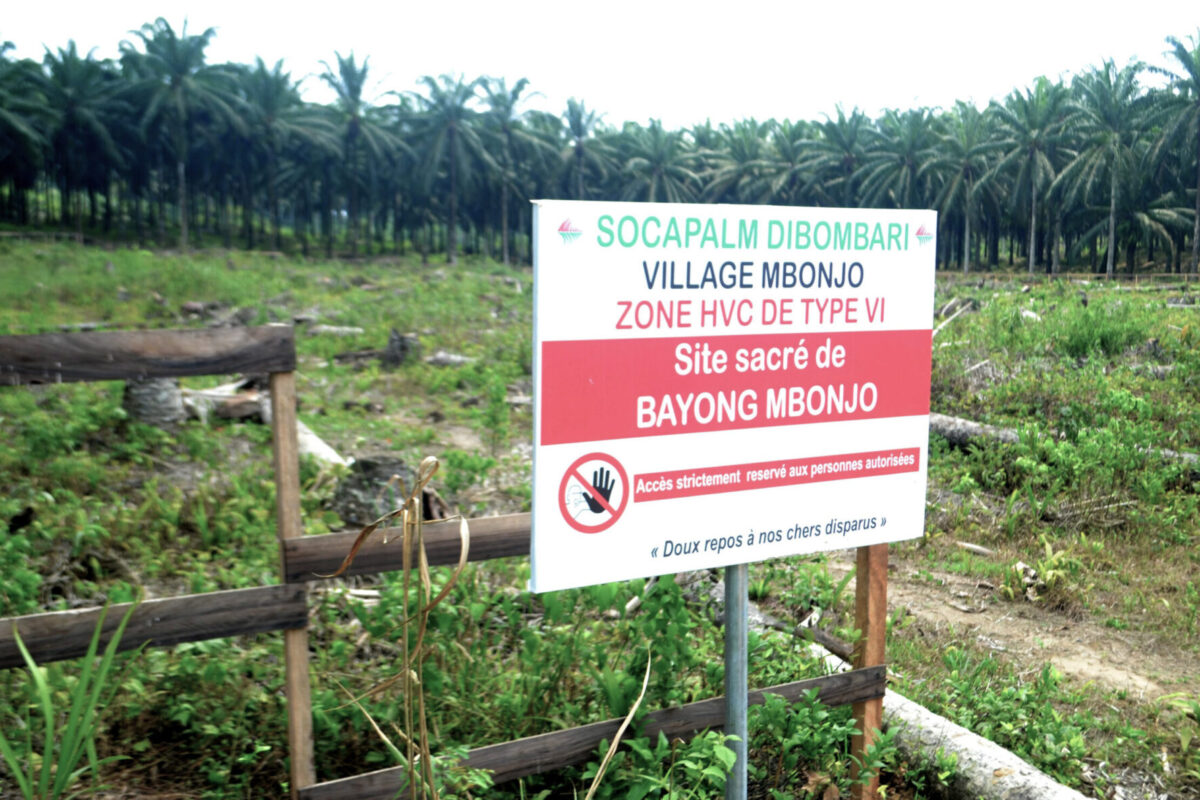 Site sacré de Bayong Mbonjo déblayé sur une superficie d’environ un hectare. Image de Yannick Kenné pour Mongabay.