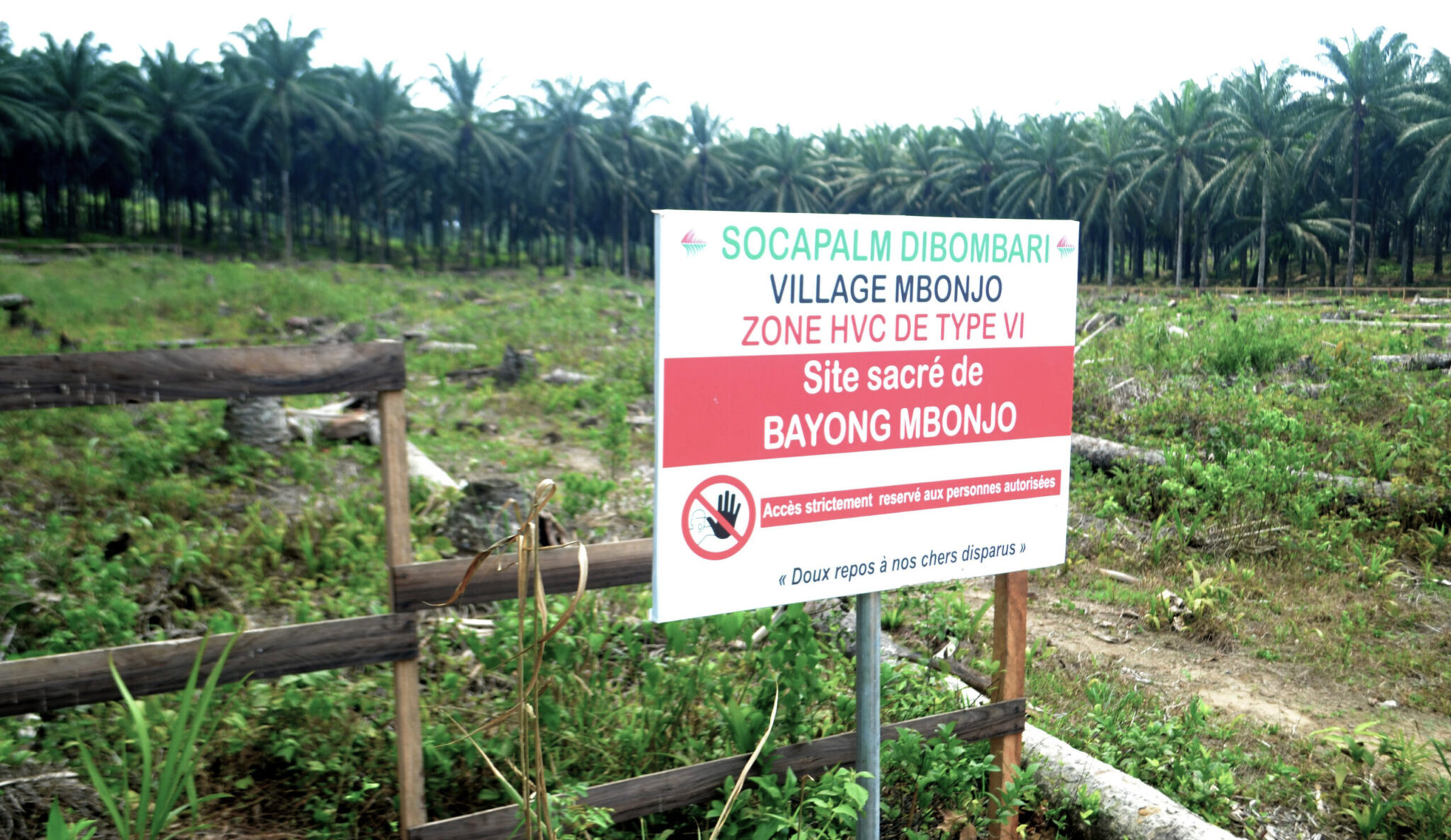 Site sacré de Bayong Mbonjo déblayé sur une superficie d’environ un hectare. Image de Yannick Kenné pour Mongabay.