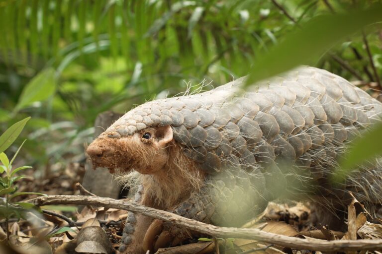 Les pangolins, à l’image de ce pangolin chinois dans le Guangdong, sont considérés comme les mammifères sauvages les plus victimes du trafic au monde, avec pas moins d'un million de pangolins braconnés dans la nature au cours de la dernière décennie. Image de Song Sun.