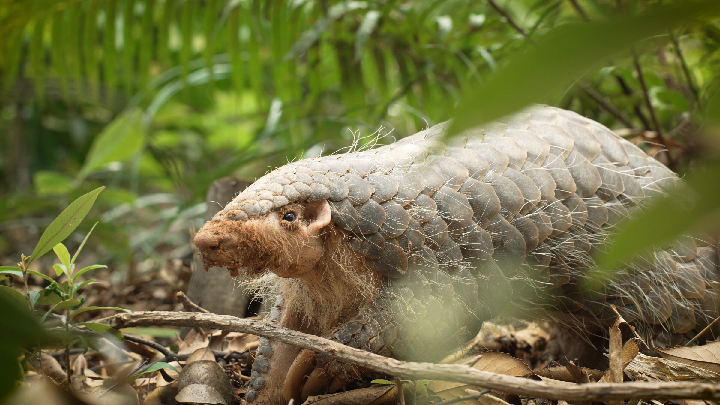 Les pangolins, à l’image de ce pangolin chinois dans le Guangdong, sont considérés comme les mammifères sauvages les plus victimes du trafic au monde, avec pas moins d'un million de pangolins braconnés dans la nature au cours de la dernière décennie. Image de Song Sun.