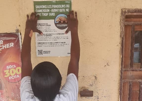 Affichage du label créé par WildAid Africa dans un restaurant de vente de viande de brousse à Bertoua au Cameroun. Image fournie par Steve Libam.