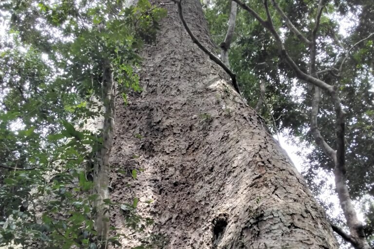 Le Kosipo d’Ebogo victimes des affres du changement climatique qui menace sa survie. Image de Lionel Balla pour Mongabay.