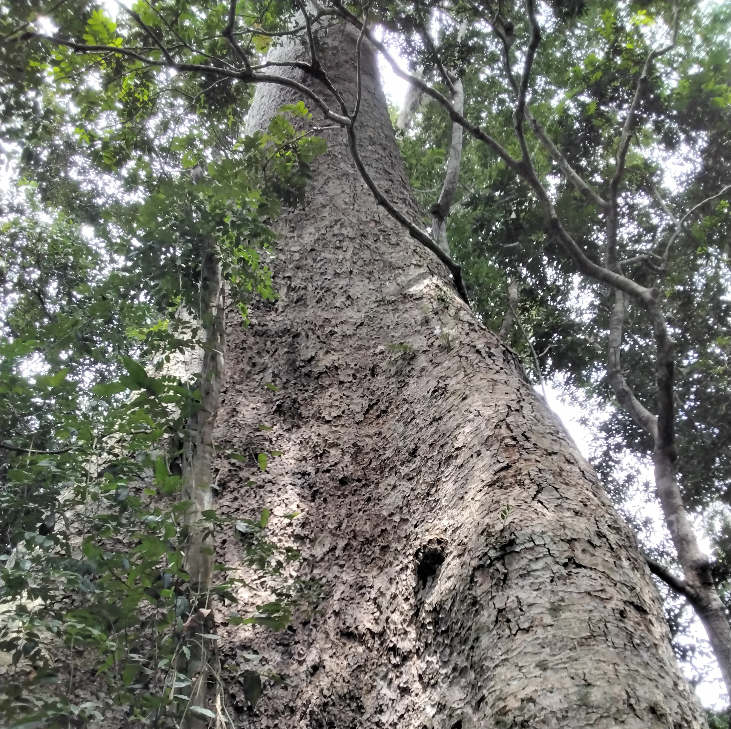 Le Kosipo d’Ebogo victimes des affres du changement climatique qui menace sa survie. Image de Lionel Balla pour Mongabay.