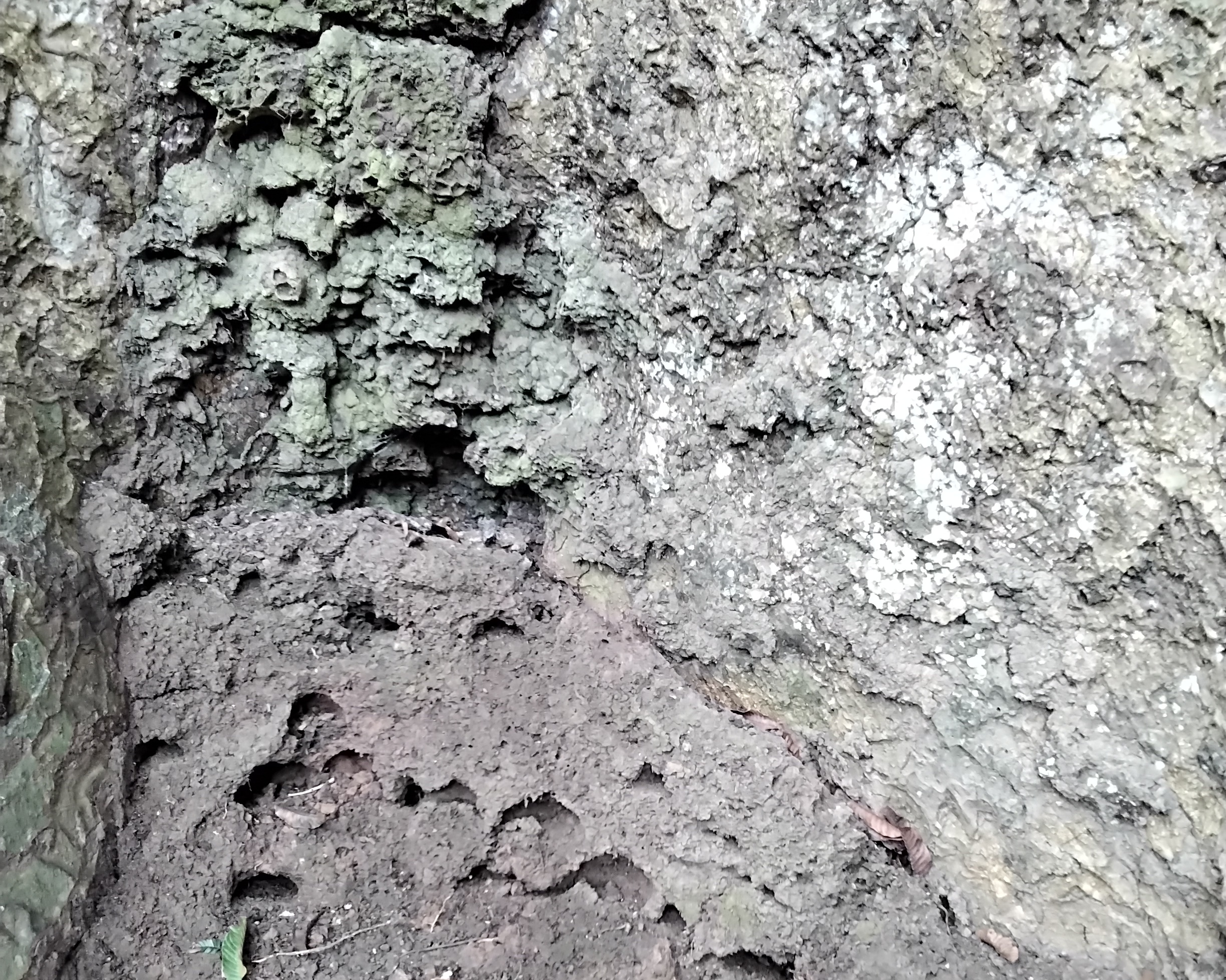 Avec l’âge, le système racinaire du Kosipo d’Ebogo est parasité avec des trous profonds qui handicap la vitalité de l’arbre. Image de Lionel Balla pour Mongabay.