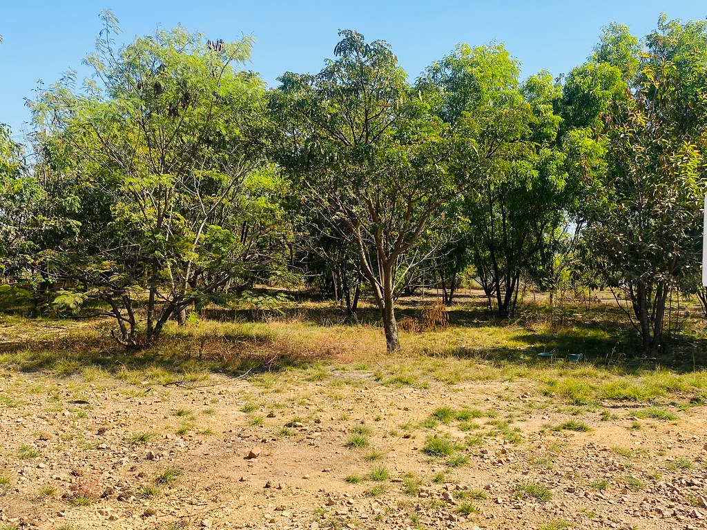 Espèces utilisées dans la phytostabilisation des sols pollués par des métaux lourds sur un site à la Gécamines à Lubumbashi en RDC. Image de Ruth Kutemba pour Mongabay.