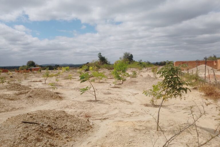Quelques espèces en pleine croissance, choisies pour leur capacité à phytostabiliser les sols pollués par des métaux lourds, sur un site situé dans le territoire de Kipushi en RDC. Image de Ruth Kutemba pour Mongabay.