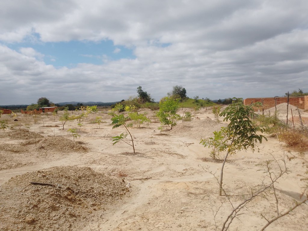 Quelques espèces en pleine croissance, choisies pour leur capacité à phytostabiliser les sols pollués par des métaux lourds, sur un site situé dans le territoire de Kipushi en RDC. Image de Ruth Kutemba pour Mongabay.