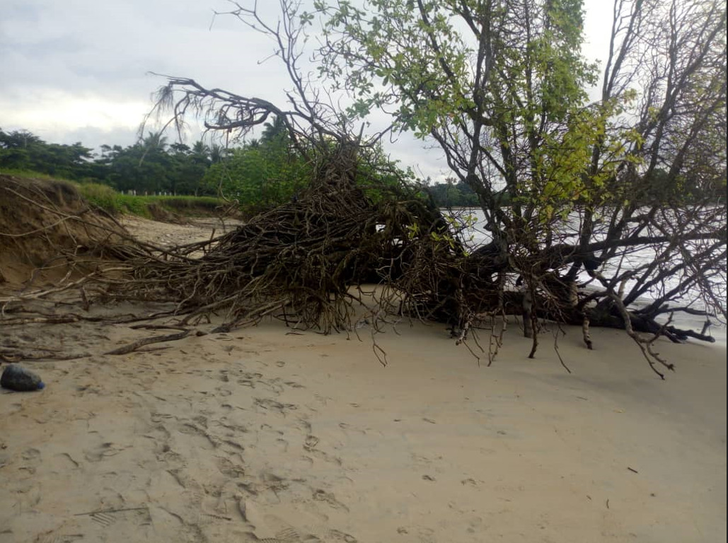 Un lieu de ponte des œufs des tortues marines obstrué à cause des arbres renversés par les vagues sur le littoral de Kribi au Cameroun. Image de Adrienne Engono pour Mongabay.