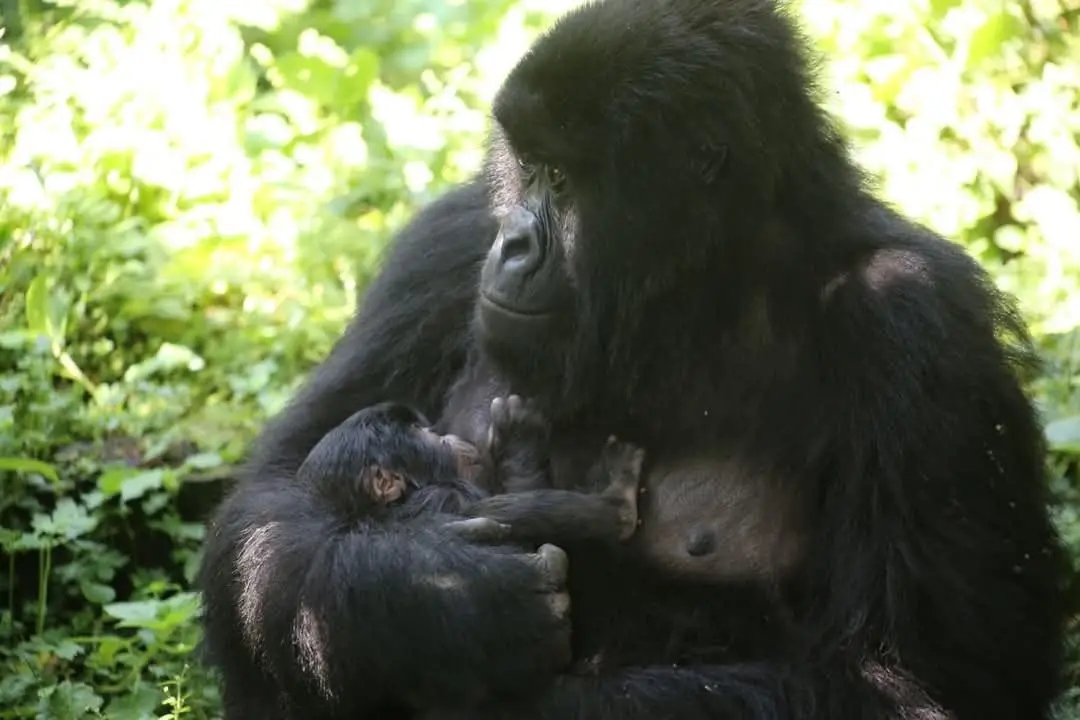 L'une des récentes naissances pistées début juillet dans le Parc national des Virunga, en RDC. Image fournie par Prosper Heri Ngorora.