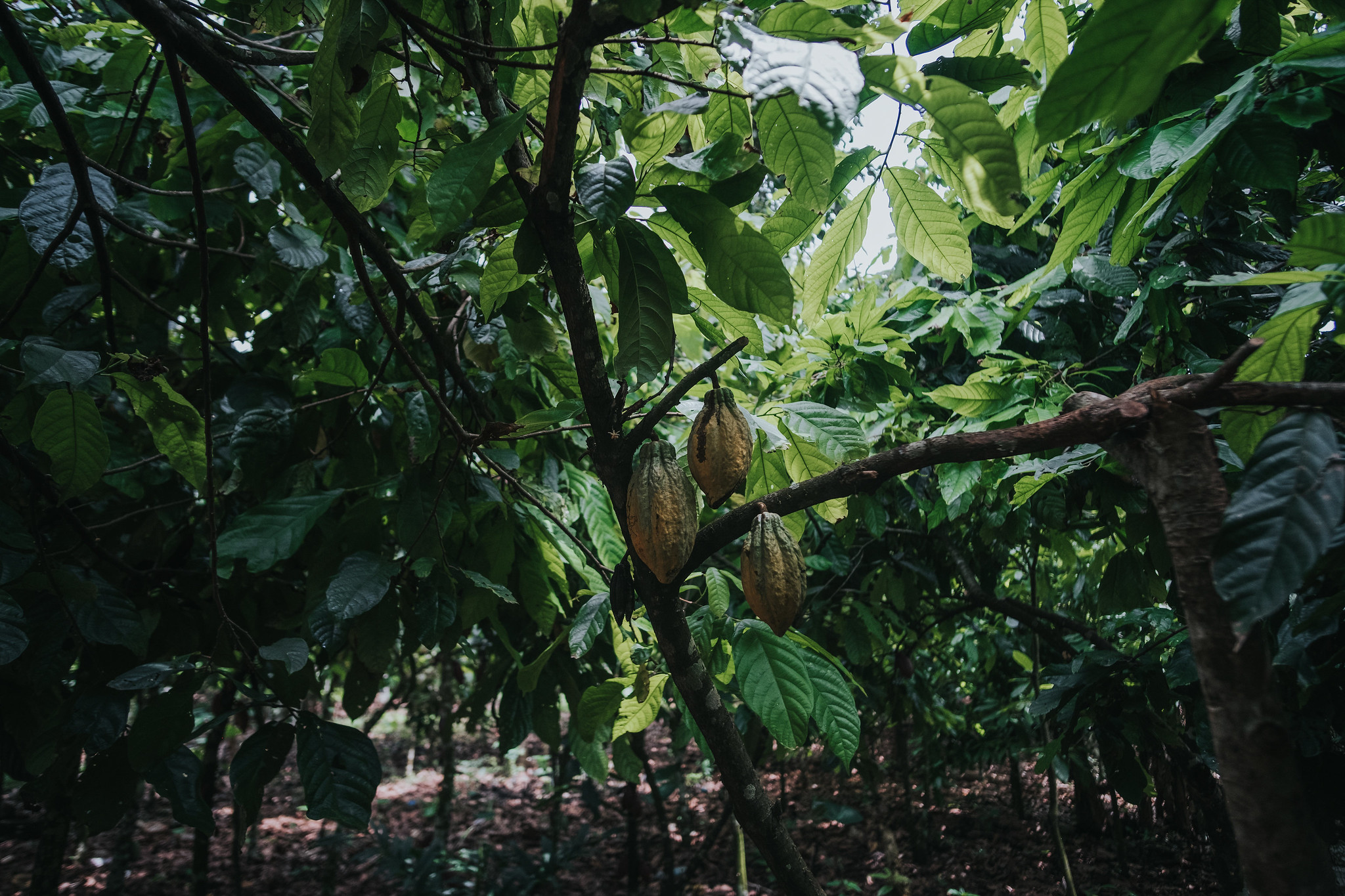 Une plantation de cacao au Cameroun. Image de CIFOR-ICRAF via Flickr (CC BY-NC-ND 2.0).