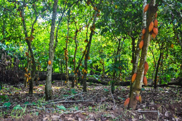 Des cabosses de cacao peuvent être utilisées pour le compostage (engrais organique) et l'alimentation animale. Image de jbdodane via Flickr (CC BY-NC 2.0).