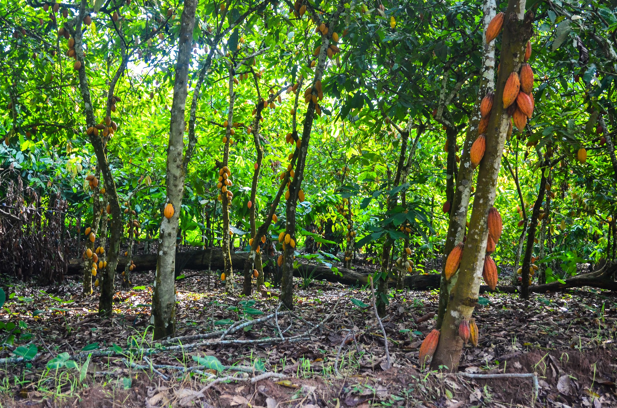 Des cabosses de cacao peuvent être utilisées pour le compostage (engrais organique) et l'alimentation animale. Image de jbdodane via Flickr (CC BY-NC 2.0).