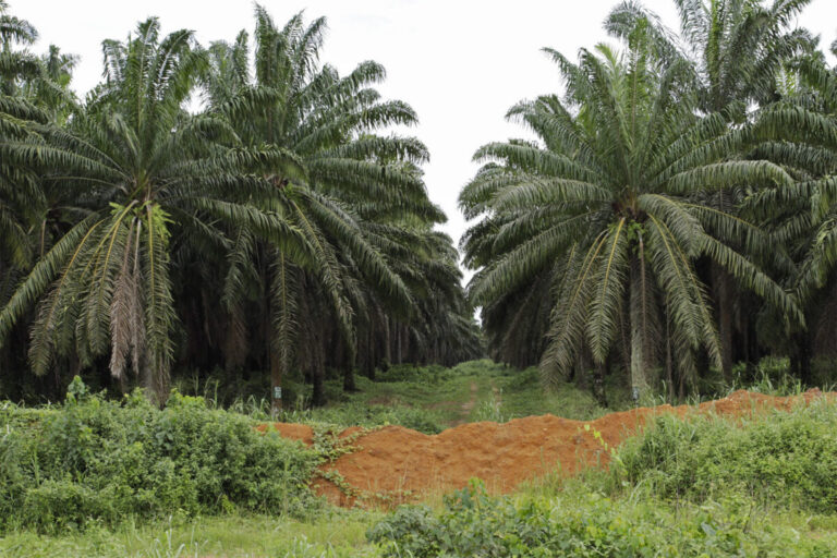 Plantation de palmiers à huile au Cameroun. Image de Flore de Preneuf/PROFOR via Flickr (CC BY-NC 2.0).