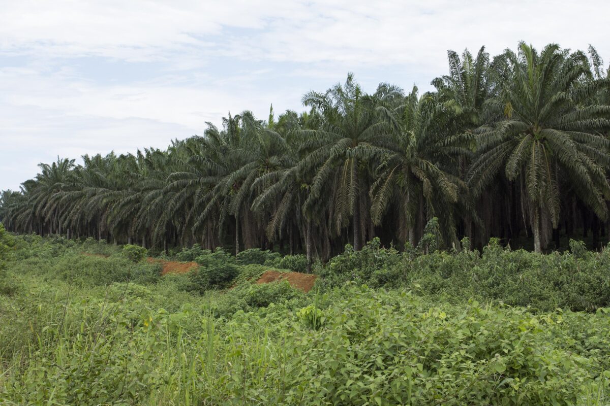 Plantation industrielle de palmiers à huile au Cameroun. Image de Flore de Preneuf / Banque mondiale via Flickr (CC BY-NC-ND 2.0).