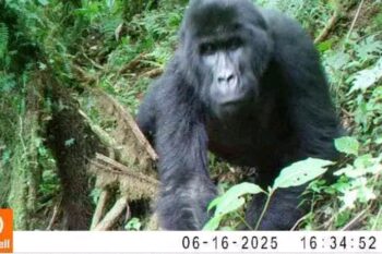 L’image d’un des gorilles des plaines (Gorilla beringei Graueri), filmés dans la Réserve naturelle d’Itombwe, au Sud-Kivu, dans l’Est de la RDC. Image de Primate Expertise fournie par Prosper Heri Ngorora.