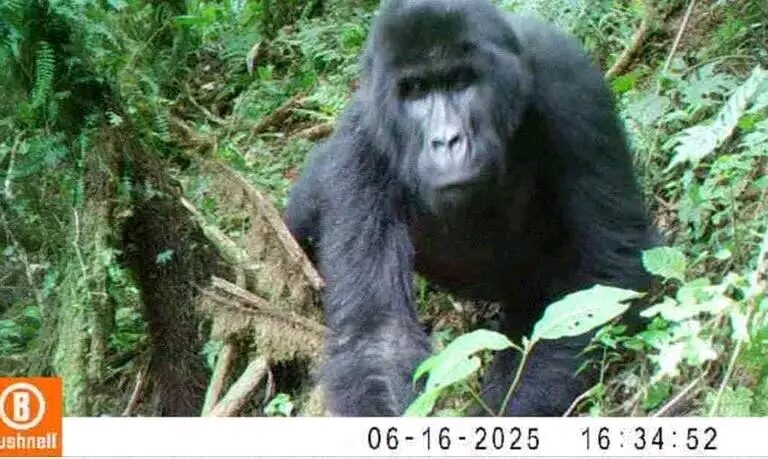 L’image d’un des gorilles des plaines (Gorilla beringei Graueri), filmés dans la Réserve naturelle d’Itombwe, au Sud-Kivu, dans l’Est de la RDC. Image de Primate Expertise fournie par Prosper Heri Ngorora.