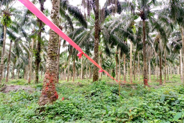 Une plantation de la Société camerounaise de palmeraies (SOCAPALM) dans la localité de Mbonjo, dans la région du Littoral au Cameroun. Image de l'ONG Synaparcam publiée avec l'aimable autorisation d'Emmanuel Elong.