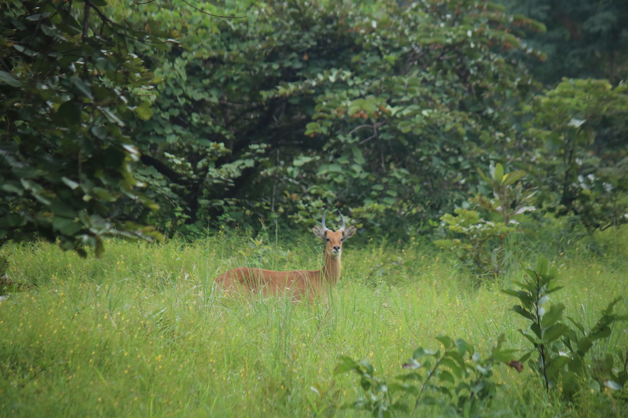 La forêt de Togodo. Image de Hector Sann’do Nammangue pour Mongabay.