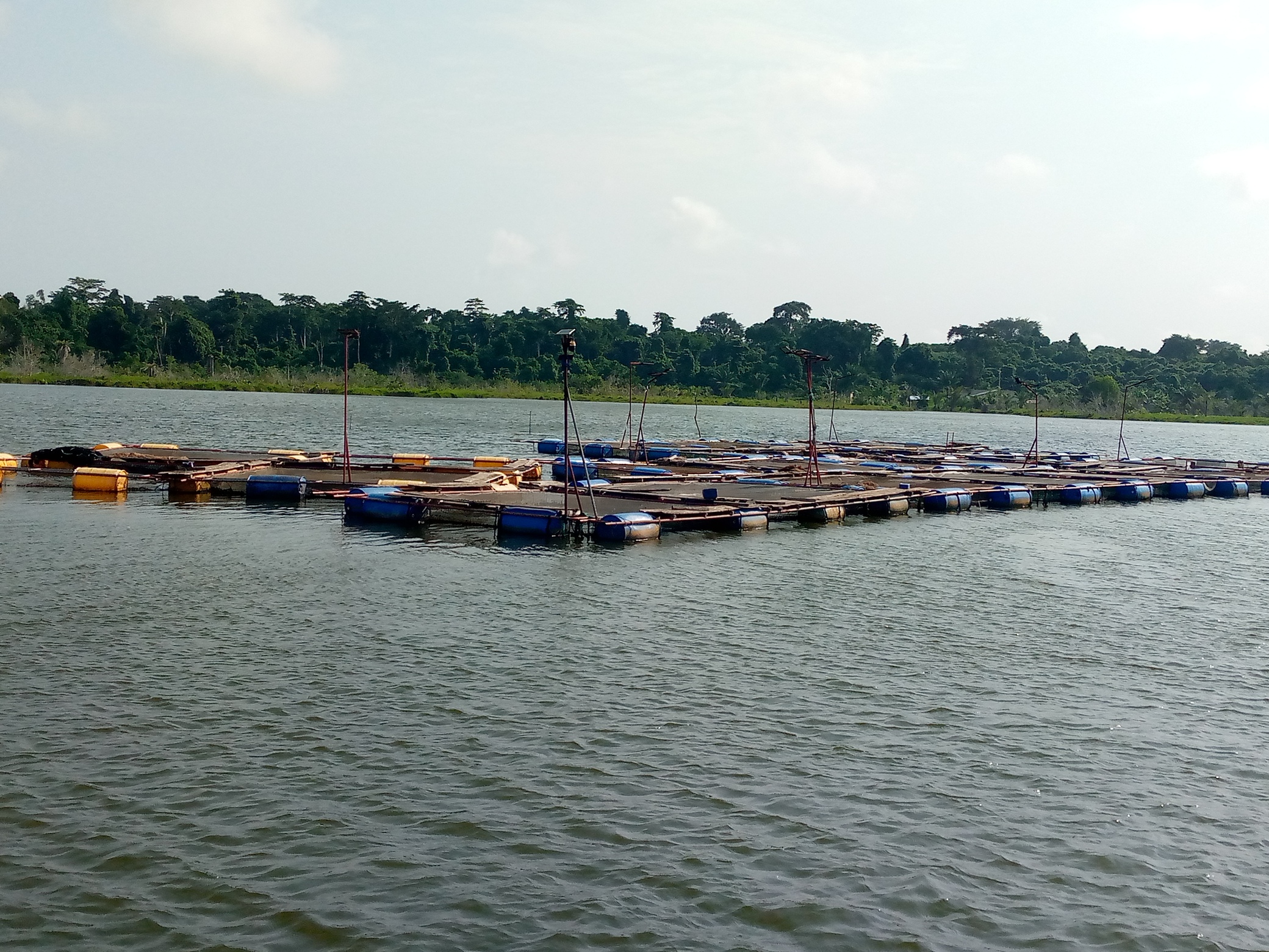 Vue d'une partie des cages flottantes à Ouessè dans la commune de Ouidah au sud du Bénin. Image de Patrice Soglo pour Mongabay.