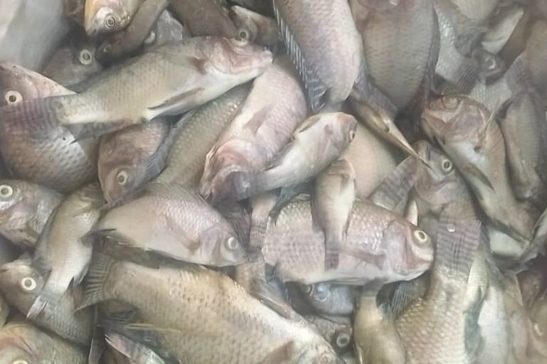 Une partie des poissons morts dans les cages-flottantes sur le lac Toho-Todougba. Image de Patrice Soglo pour Mongabay.