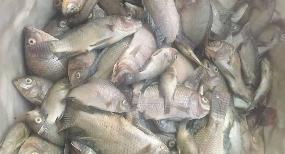 Une partie des poissons morts dans les cages-flottantes sur le lac Toho-Todougba. Image de Patrice Soglo pour Mongabay.