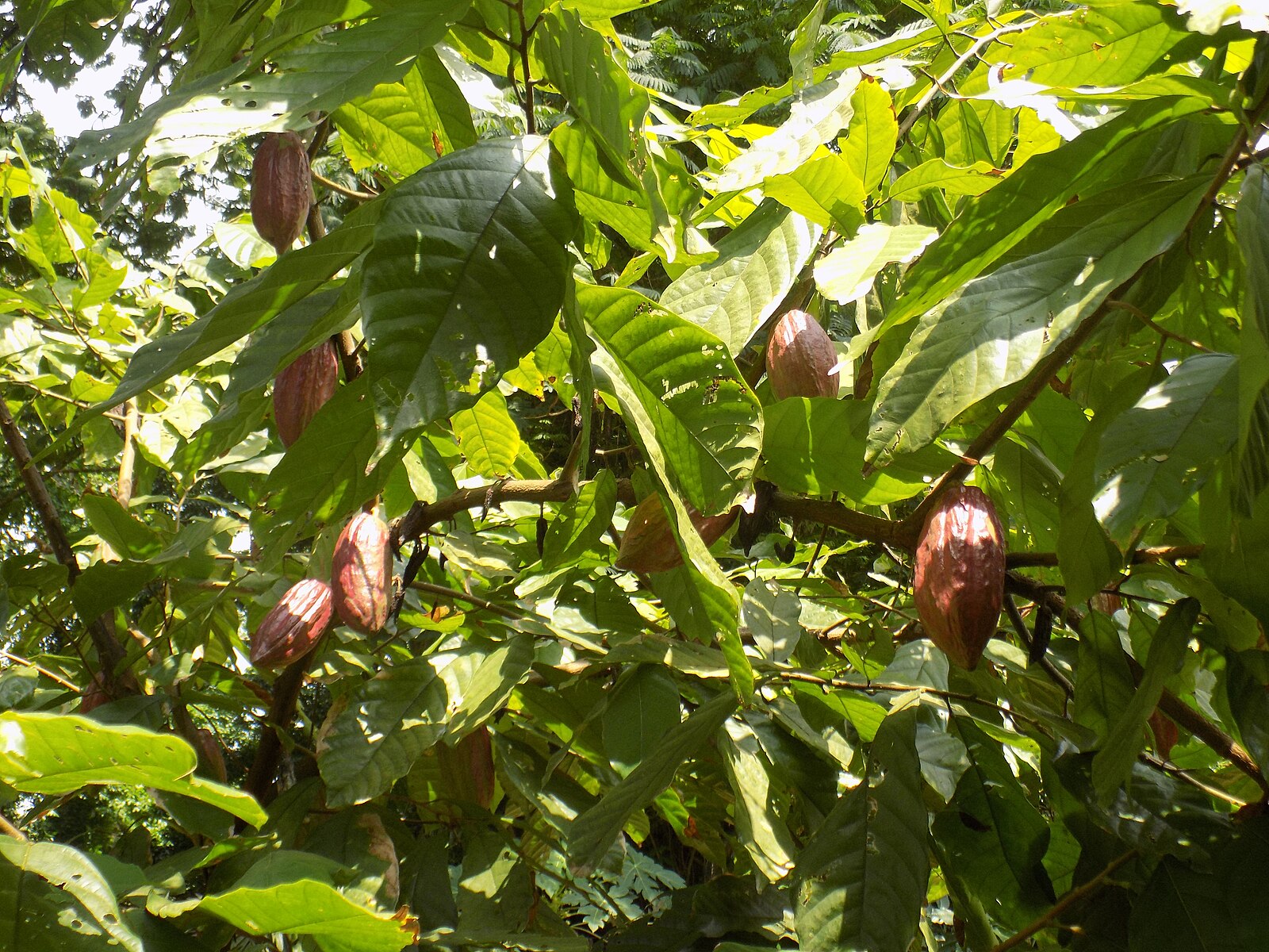 La fève de cacao est la graine séchée et entièrement fermentée de Theobroma cacao, à partir de laquelle les graines de cacao et graisse, le beurre de cacao peut être extrait. Jardin botanique de Limbé, Région du Sud-Ouest, Cameroun. Image de Hiobson via Wikimédia Commons (CC BY-SA 4.0).