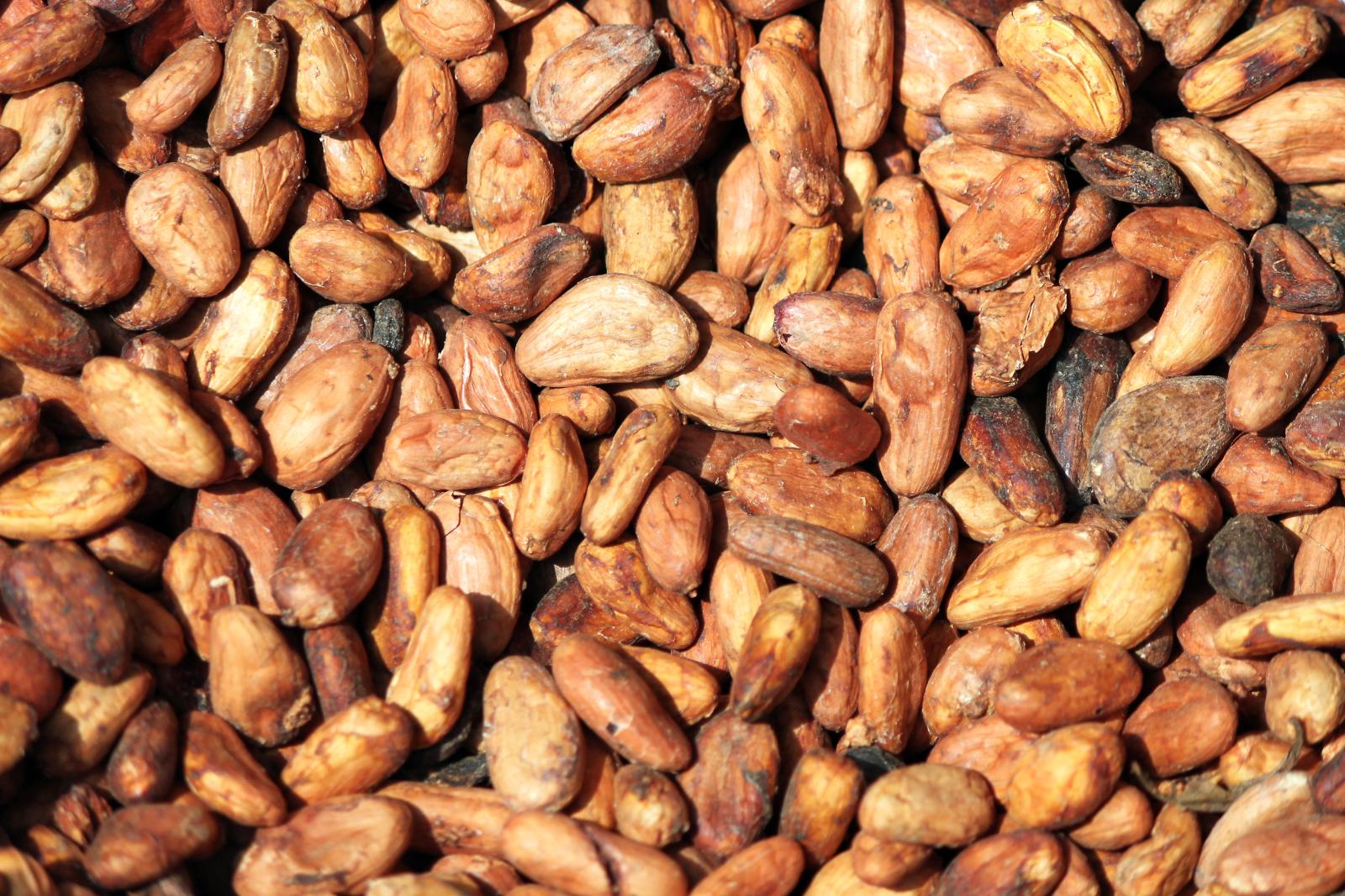La République démocratique du Congo (RDC), ambitionne d’augmenter sa production de cacao d’ici à 2030. Image de Carsten ten Brink via Flickr (CC BY-NC-ND 2.0).