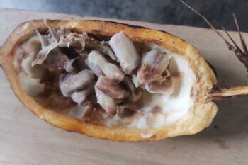 Une fève cassée de cacao avec à l'intérieur l'amande. Image fournie par Didier Makal.