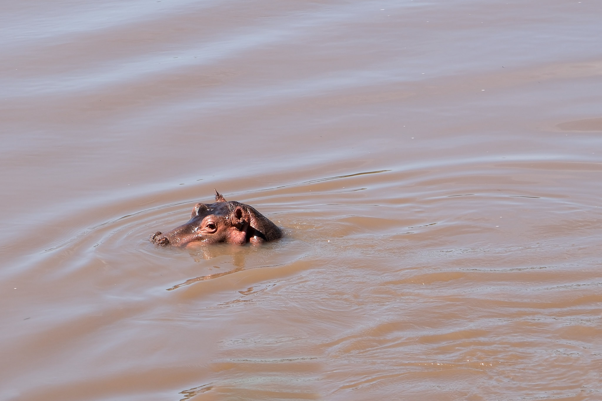 Hippopotame dans le Parc national de la Garamba, Haut-Uélé, en RDC. Image d’Axel Fassio/CIFOR-ICRAF via Flickr (CC BY-NC-ND 2.0).