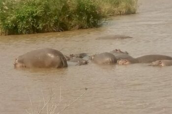 Des Hippopotames dans l'eau d'un cours d'eau en RDC. Image de Société civile environnementale du Sud-Kivu.