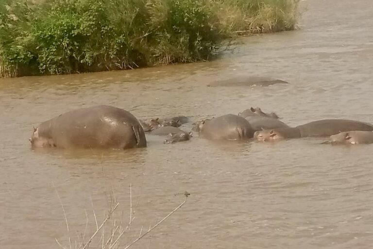 Des Hippopotames dans l'eau d'un cours d'eau en RDC. Image de Société civile environnementale du Sud-Kivu.