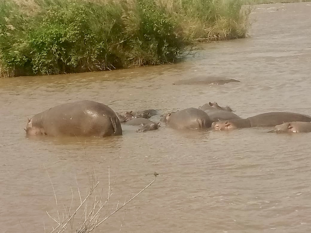 Des Hippopotames dans l'eau d'un cours d'eau en RDC. Image de Société civile environnementale du Sud-Kivu.