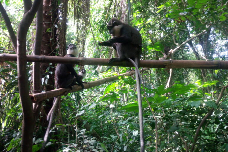 Le « Sanctuaire des Singes », est l’un des derniers refuges du singe à ventre roux au Bénin, une espèce en danger critique d’extinction. Image de Ange Banouwin pour Mongabay.