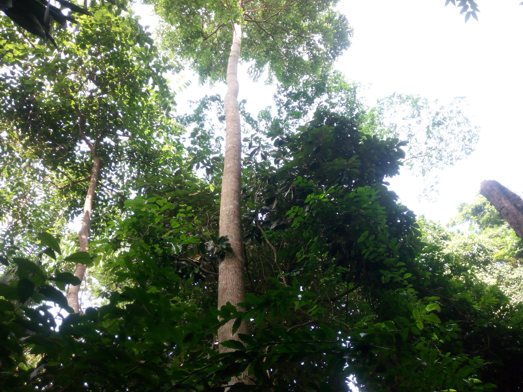 La gestion de la forêt a consisté en l’irrigation manuelle et au paillage des jeunes plants pendant les périodes sèches, ainsi qu’en l’élimination des plantes grimpantes étrangleuses. Image de Ange Banouwin pour Mongabay.
