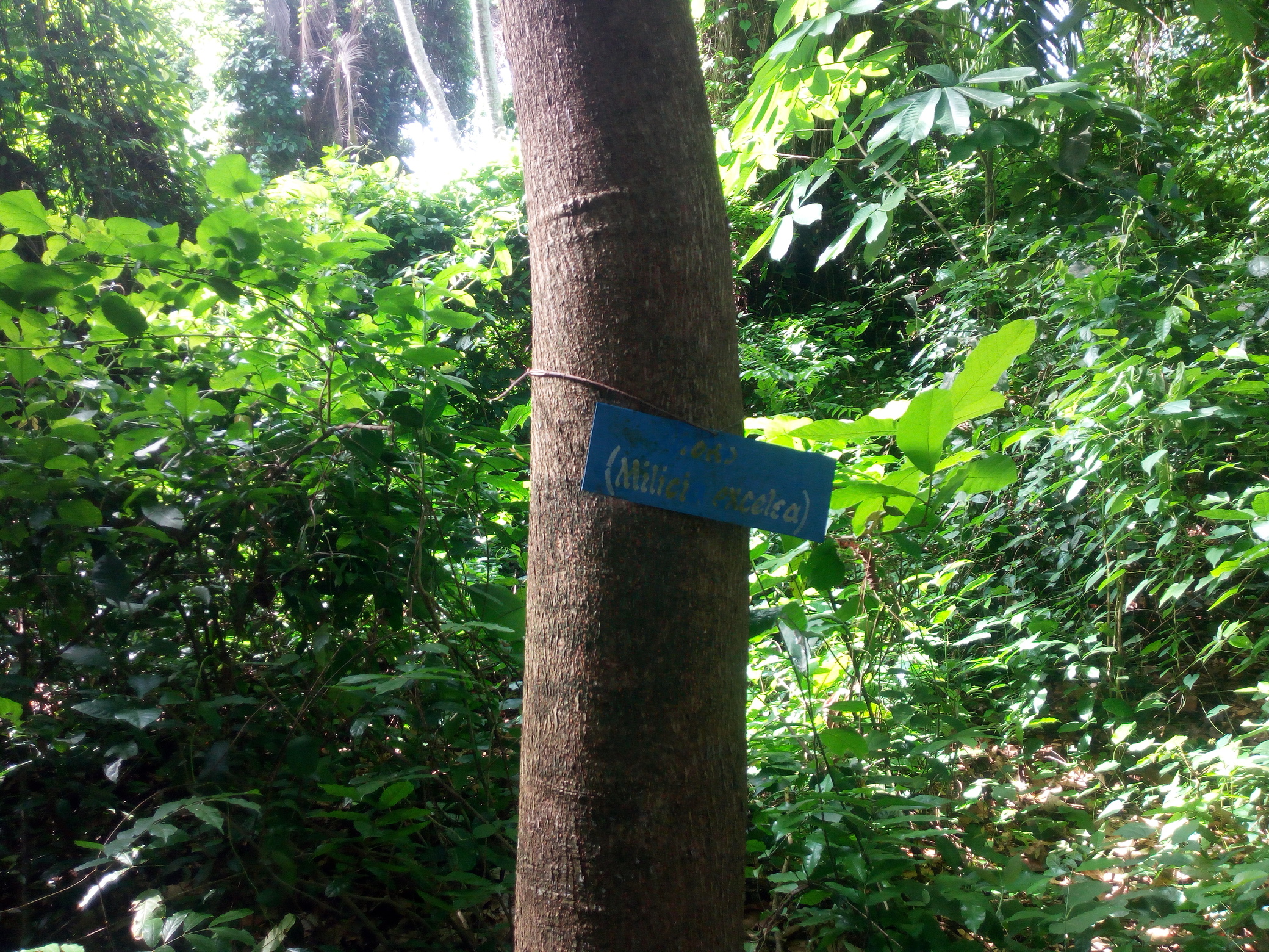 Abomey-Calavi et Cotonou, les deux plus grandes villes du Bénin, s'étendent et commencent à engloutir le « Sanctuaire ». Image de Ange Banouwin pour Mongabay.