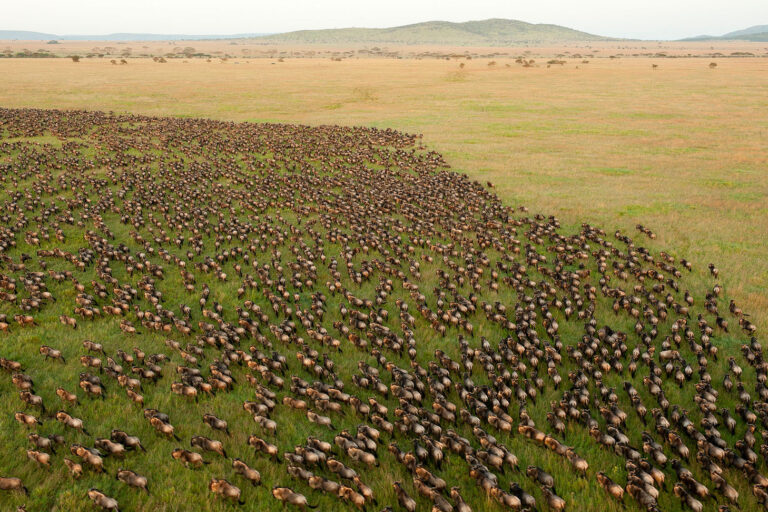 La construction de cet hôtel de luxe affecte la Grande migration des gnous, entre la Tanzanie et le Kenya. Image de Daniel Rosengren via Wikimédia Commons (CC BY 4.0).