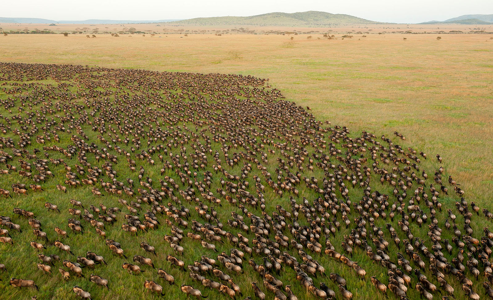 La construction de cet hôtel de luxe affecte la Grande migration des gnous, entre la Tanzanie et le Kenya. Image de Daniel Rosengren via Wikimédia Commons (CC BY 4.0).