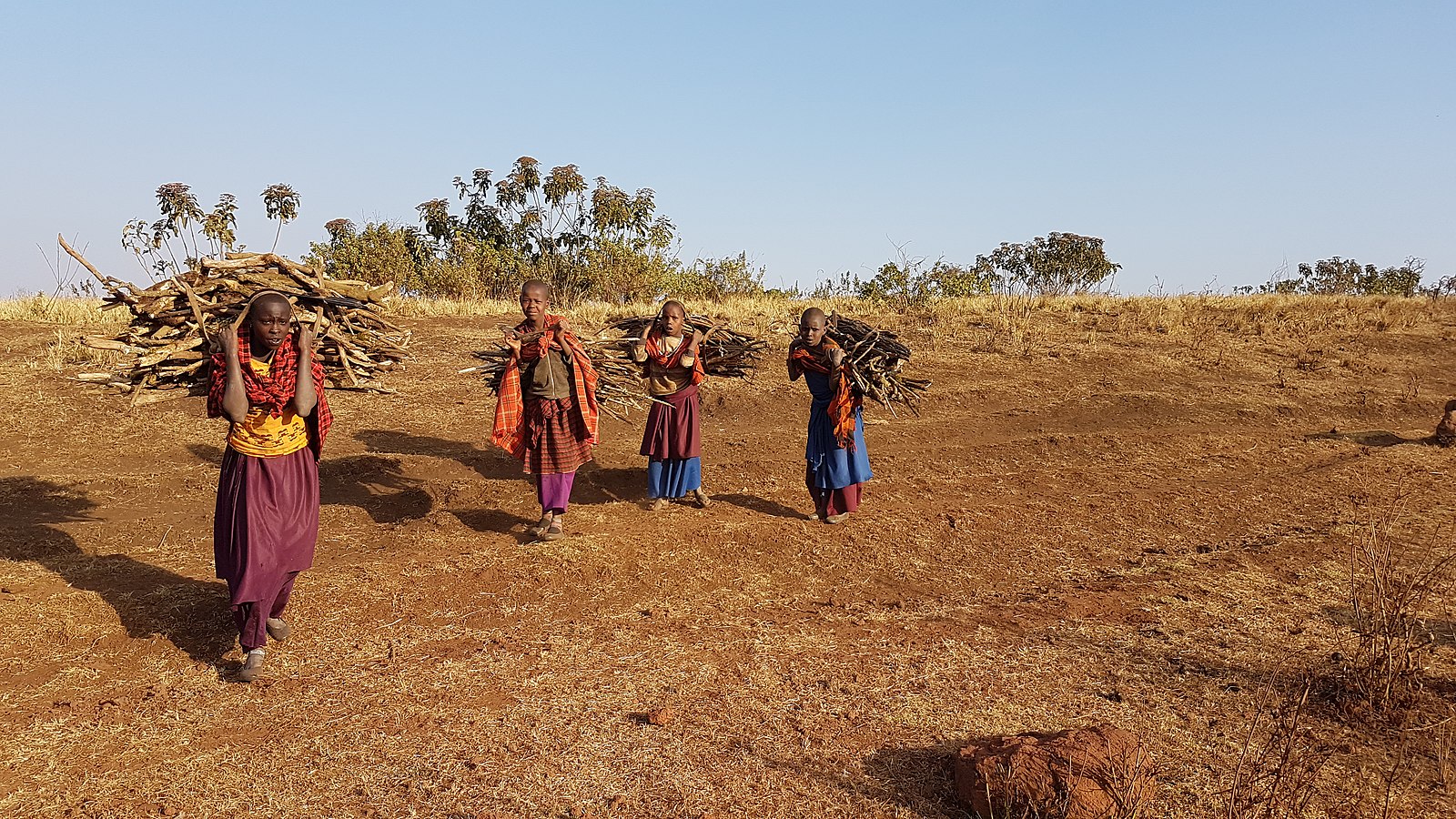 Les filles Massai en Tanzanie ramènent du bois ramassé à la maison pour cuisiner. Image de Yulia Avdeeva via Wikimédia Commons (CC BY-SA 4.0).