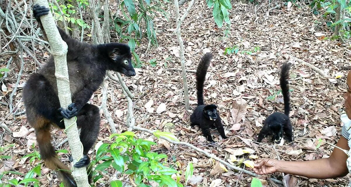 Parmi les espèces de lémuriens présentes dans le Parc national de Masoala à Madagascar. Image prise sur la page Facebook du Parc national de Masoala à Madagascar.