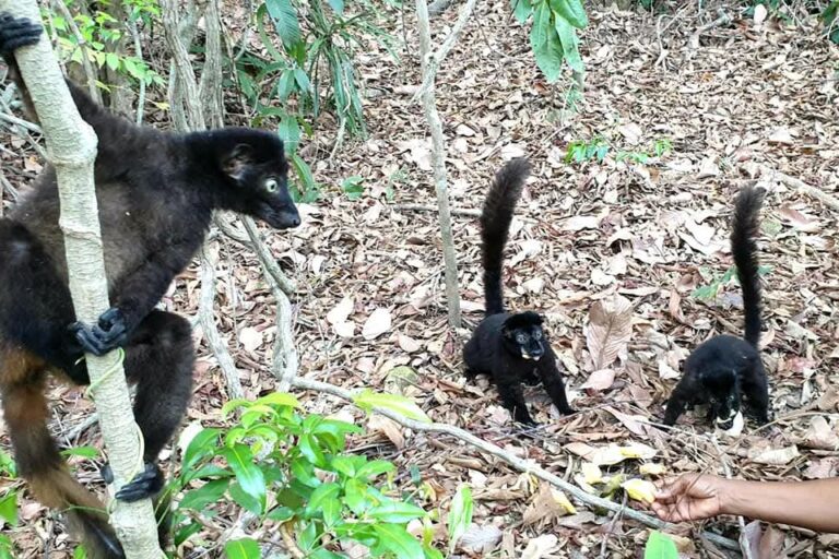 Parmi les espèces de lémuriens présentes dans le Parc national de Masoala à Madagascar. Image prise sur la page Facebook du Parc national de Masoala à Madagascar.