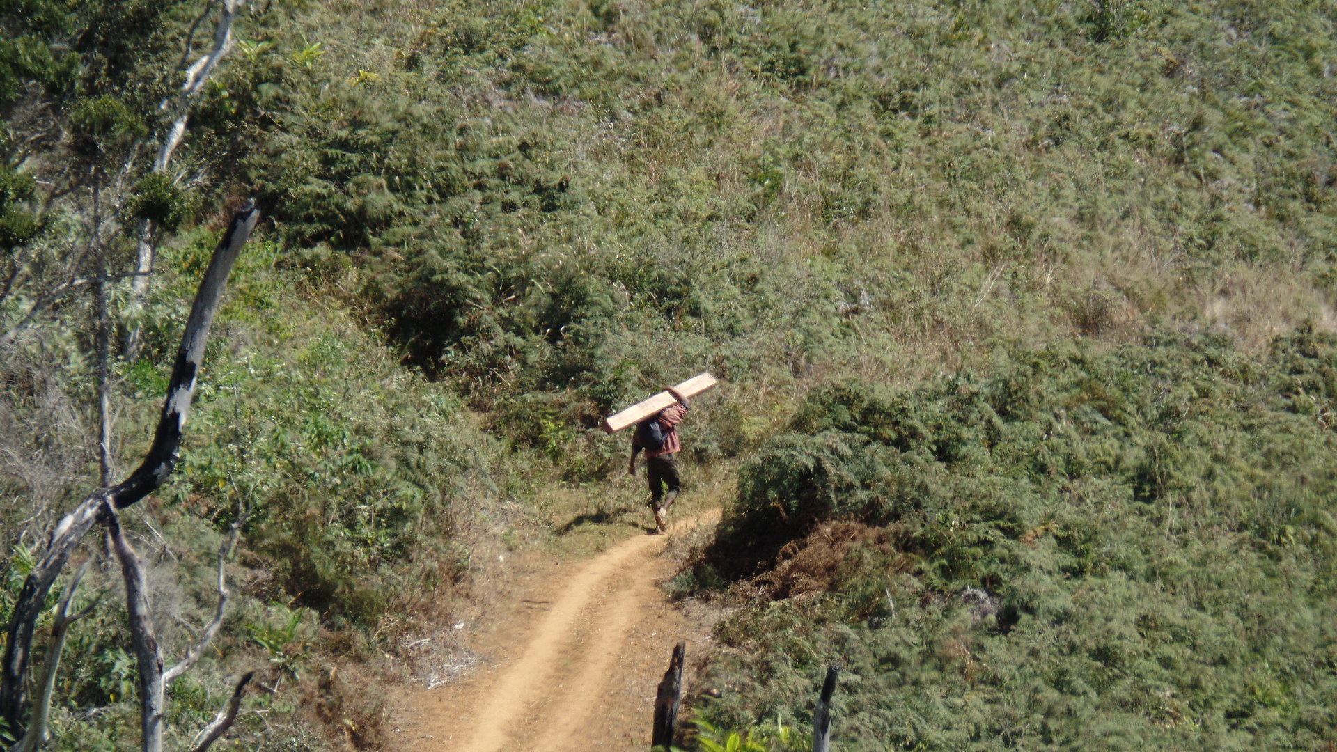 Un homme transporte du bois de palissandre depuis le village de Sahamalaza en direction de Manakambahiny Atsinanana, d'où le bois sera acheminé à la ville d'Ambatondrazaka. Image de Rivonala Razafison. 