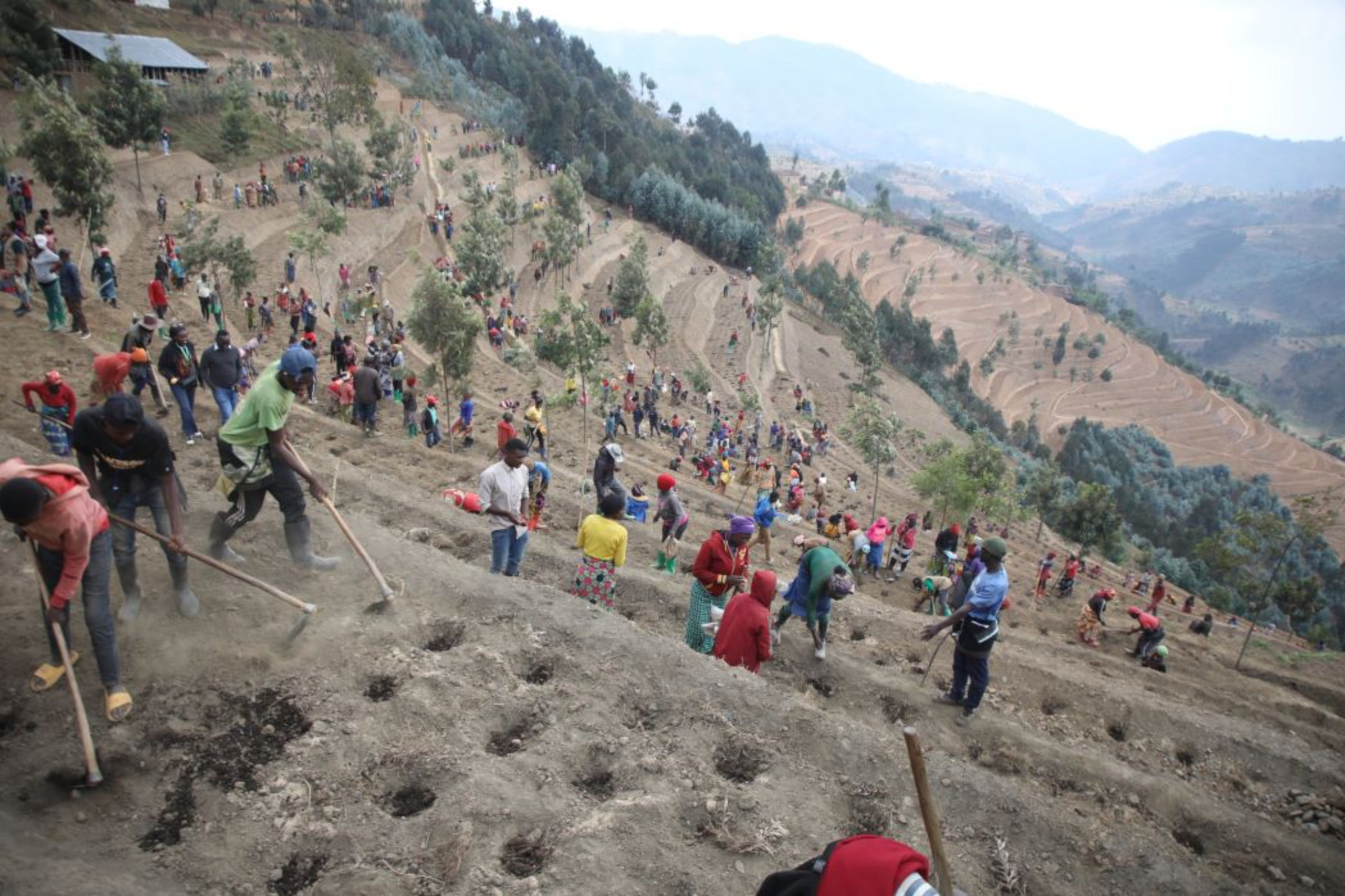 Les experts ont identifié la production de charbon de bois comme l'un des principaux moteurs de la déforestation et de la dégradation des forêts au niveau des régions montagneuses de la Crête Congo-Nil comme ici à Rutsiro, un district ouest du Rwanda. Image de Aimable Twahirwa pour Mongabay.