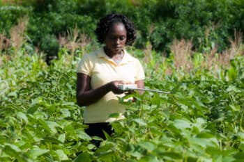 Teste des pratiques agronomiques et de gestion des sols dans l'ouest du Kenya.