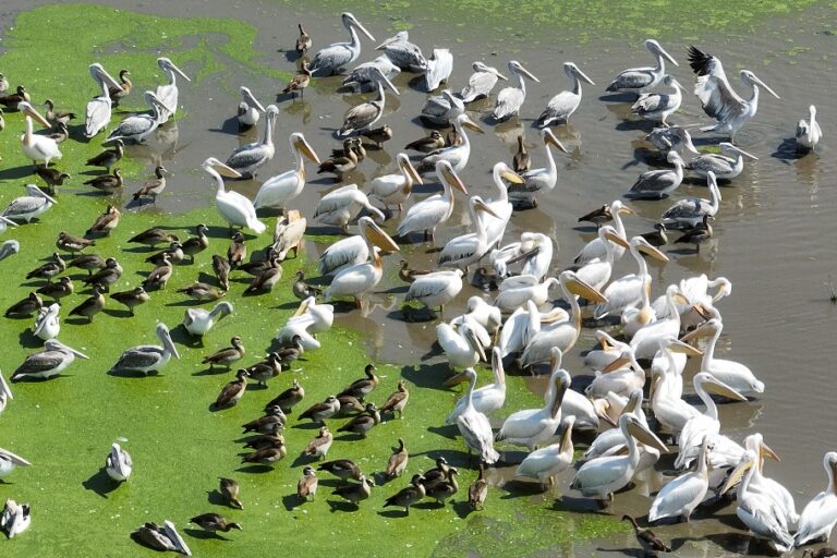 Vue aérienne des colonies de pélicans blancs et gris dans les eaux douces sur côte Est du lac Édouard. Image fournie par le Parc national des Virunga avec son aimable autorisation.