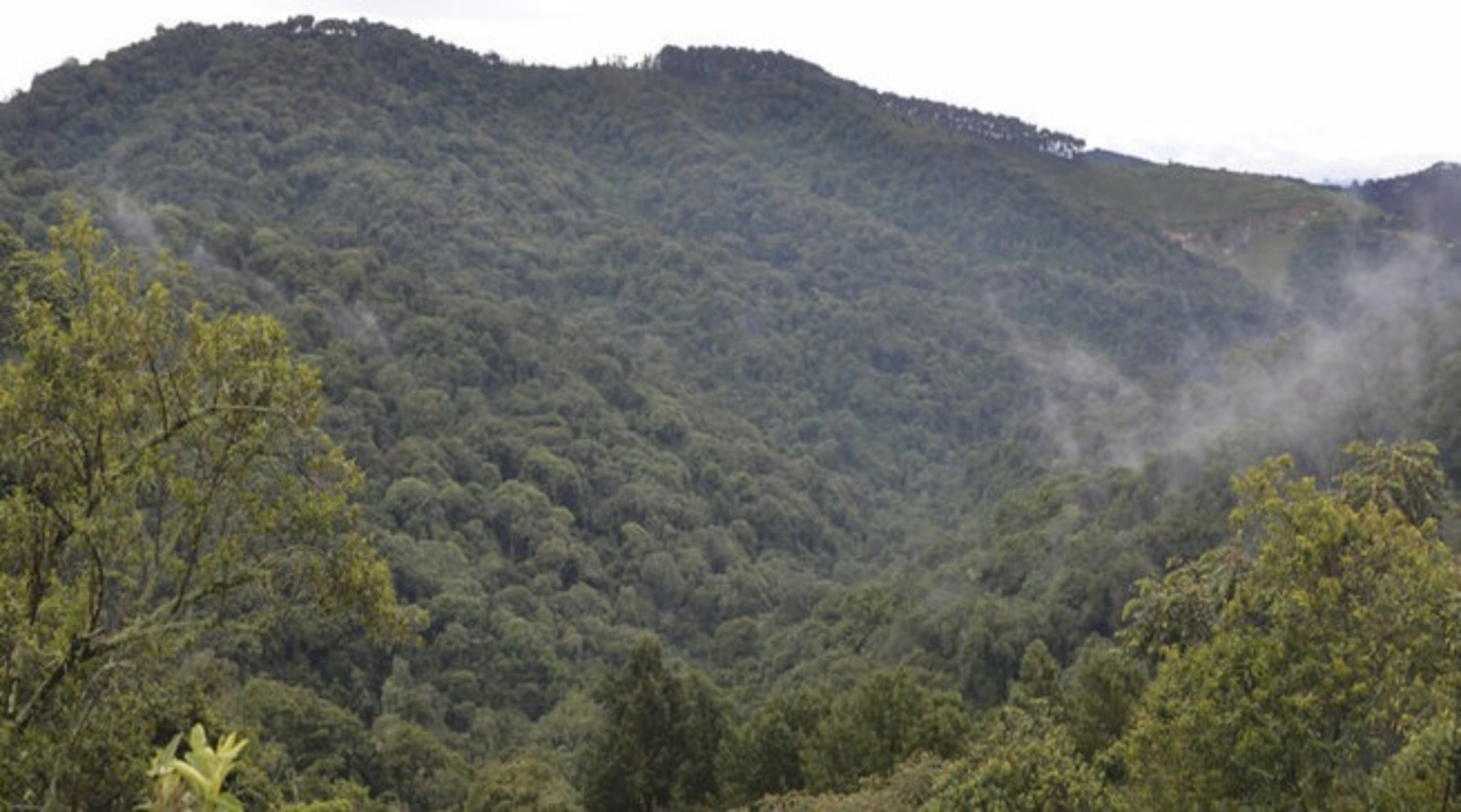 La réserve naturelle de Gishwati - Mukura continue de subir des pressions anthropiques croissantes avec l’agriculture intensive et la pollution qui menacent son intégrité. Image de Aimable Twahirwa pour Mongabay.