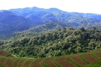 Le Parc national de Gishwati-Mukura comprend la forêt naturelle de Gishwati, couvrant 1 439,72 hectares, et la forêt naturelle de Mukura, qui s'étend sur 1 987,74 hectares. Une zone tampon entoure le parc, couvrant 992,48 hectares supplémentaires. Image de Aimable Twahirwa pour Mongabay.