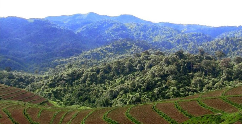 Le Parc national de Gishwati-Mukura comprend la forêt naturelle de Gishwati, couvrant 1 439,72 hectares, et la forêt naturelle de Mukura, qui s'étend sur 1 987,74 hectares. Une zone tampon entoure le parc, couvrant 992,48 hectares supplémentaires. Image de Aimable Twahirwa pour Mongabay.